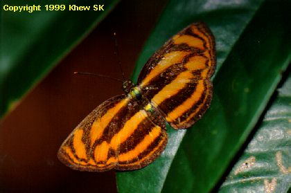 The Malayan Lascar