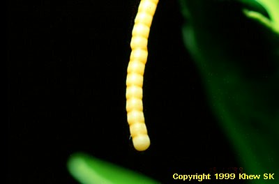 Banded Swallowtail Egg