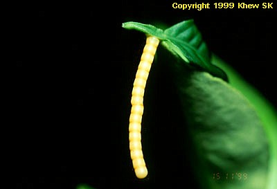 Banded Swallowtail Egg