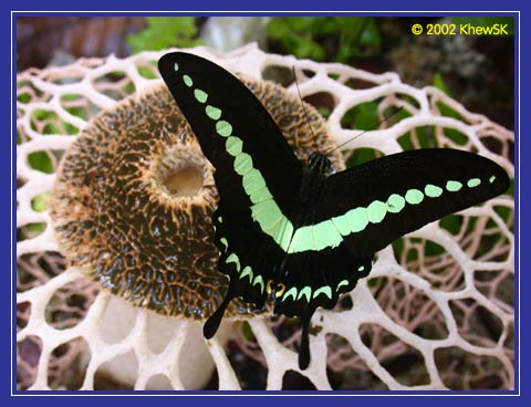 Banded Swallowtail