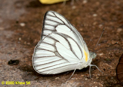 The Striped Albatross (Male)