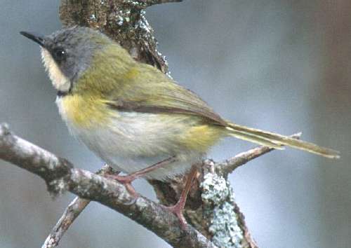 Rudd's Apalis