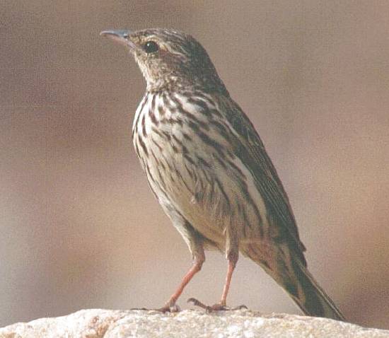 Striped Pipit