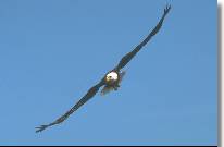 Image of an Eagle