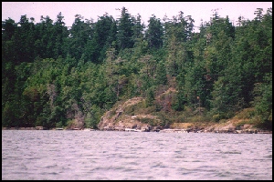 Treeshore