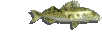 Trout