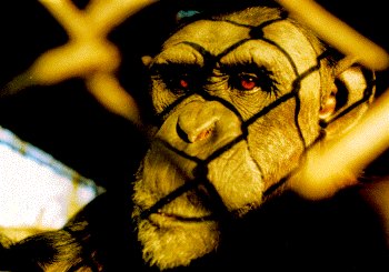 Nim Chimpsky