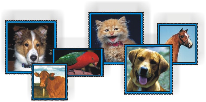 Grupo Animais Domsticos