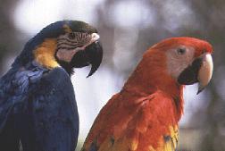 Araras
