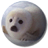 beb foca