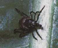 Ixodes ricinus (tick)