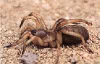 Nemesia caementaria (spider)