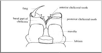 Spider chelicerae