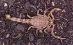 Buthus occitanus