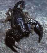 Euscorpius flavicaudis (scorpion)