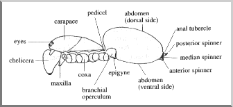 Lateral view