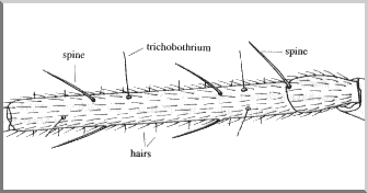 Leg showing hairs and spines
