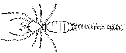 Eukoenenia mirabilis (palpigrade)