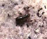 Chthonius tenuis