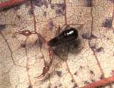 Neobisium muscorum (pseudoscorpion)