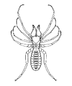 Glubia dorsalis