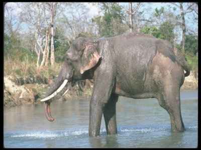 indianelephant