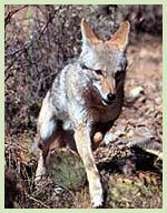 Coyote