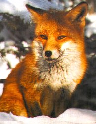 Fox