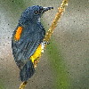 Orange-bellied Flowerpecker (6.24KB)
