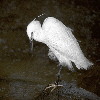 Little Egret (5.04 KB)