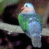 Emerald Dove (6.82KB)