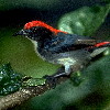 Scarlet-backed Flowerpecker (6.41KB)