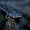 Little Heron (5.08KB)