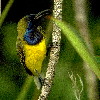 Olive-backed Sunbird (6.99 KB)