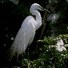 Great Egret (6.20KB)