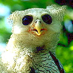 Barred Eagle Owl (19.7 KB)
