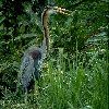 Purple Heron (8.38KB)