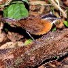 Black-capped Babbler (6.84 KB)