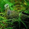 Spotted Dove (9.05KB)