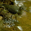 Common Sandpiper (6.94KB)