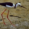 Black-winged Stilt (6.66 KB)