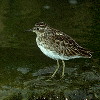 Long-toed Stint (5.74KB)