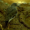 Temminck's Sandpiper (6.32KB)