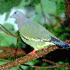Pink-necked Green Pigeon (7.88 KB)
