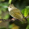 White-bellied Yuhina (5.30KB)