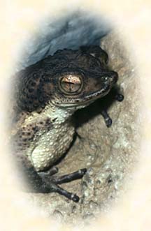 [Picture of Puertorican CRESTED TOAD]