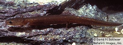 [Picture of San Marcos SALAMANDER]