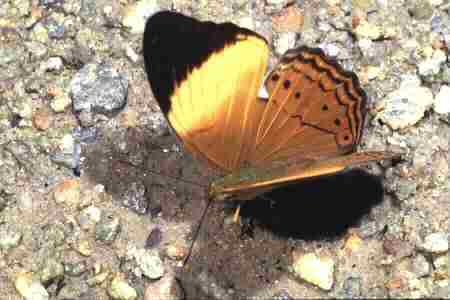The Banded Yeoman