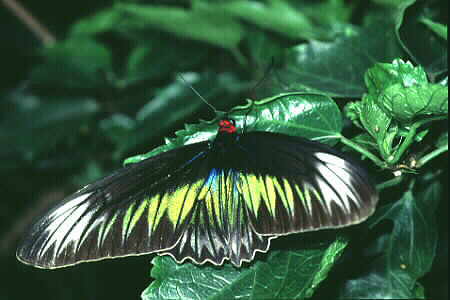 A female Rajah Brooke's Birdwing. Copyright © Chin Fah Shin.