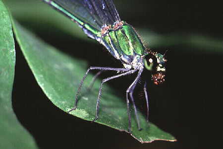 Damselfly 4